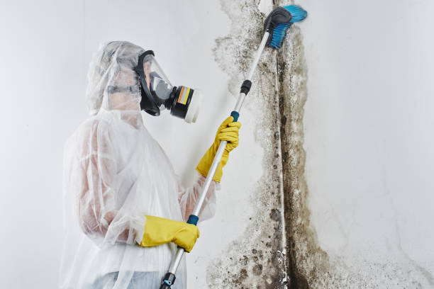 Best Environmental Consulting for Mold Prevention  in Deer Park, IL